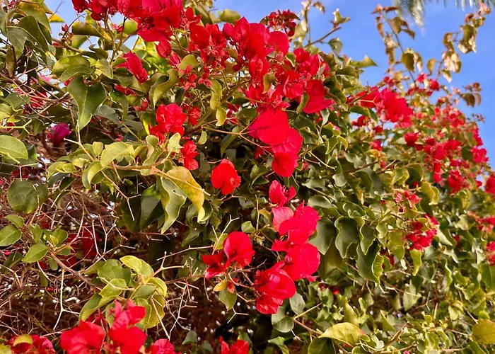 Rafael By Check-in Portugal *